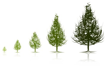 trees-stages-of-growth.jpg